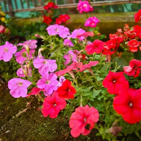 Alla Rosa Bed and Breakfast *